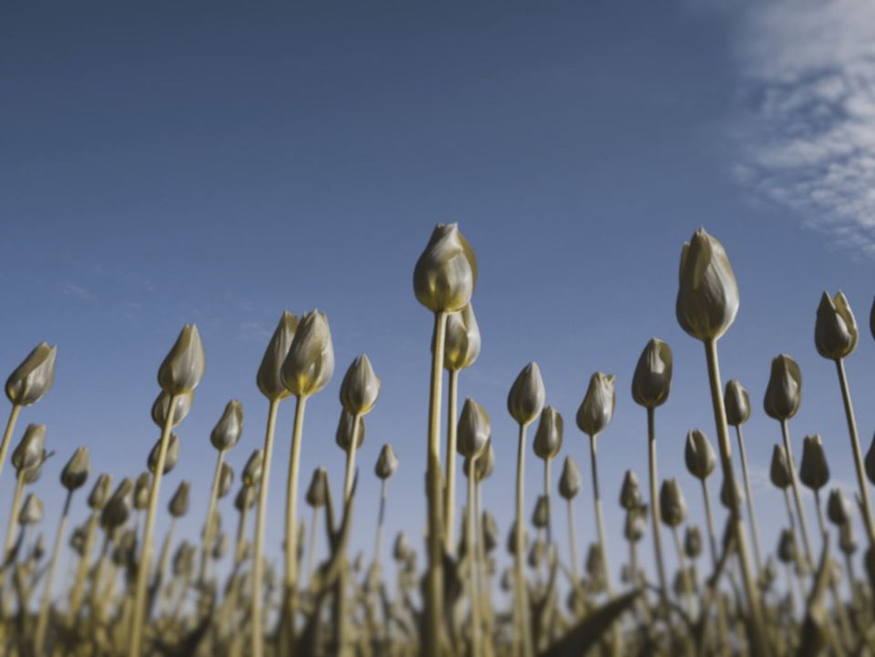The same tulips as a dog sees them: the red petals turn khaki and blend with the stems, the sky stays blue.