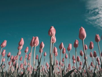 The same tulips as an American kestrel sees them.