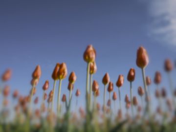 Tulips as a barn owl sees them