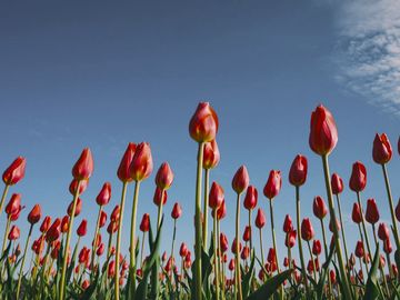 The same tulips as a black-chested buzzard-eagle sees them.