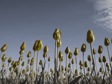 The same tulips as a blue jay sees them.