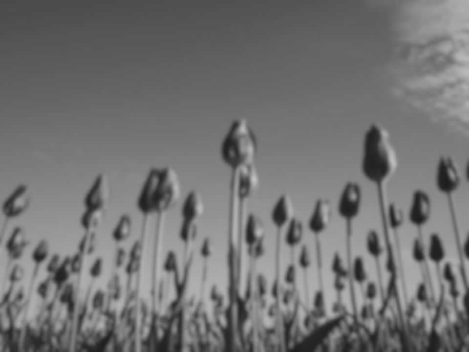 Red tulips under a blue sky as a brownbanded bamboo shark sees them (simulation): with no hue at all: petals, stems and sky differ only in brightness, and fine detail softened.