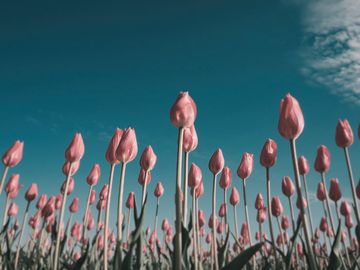 The same tulips as a budgerigar sees them.