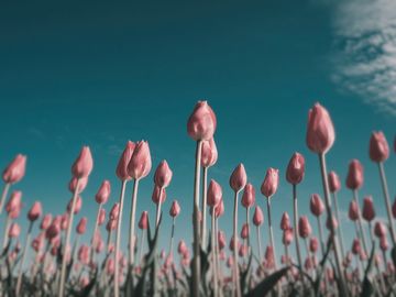 The same tulips as a Canada goose sees them.