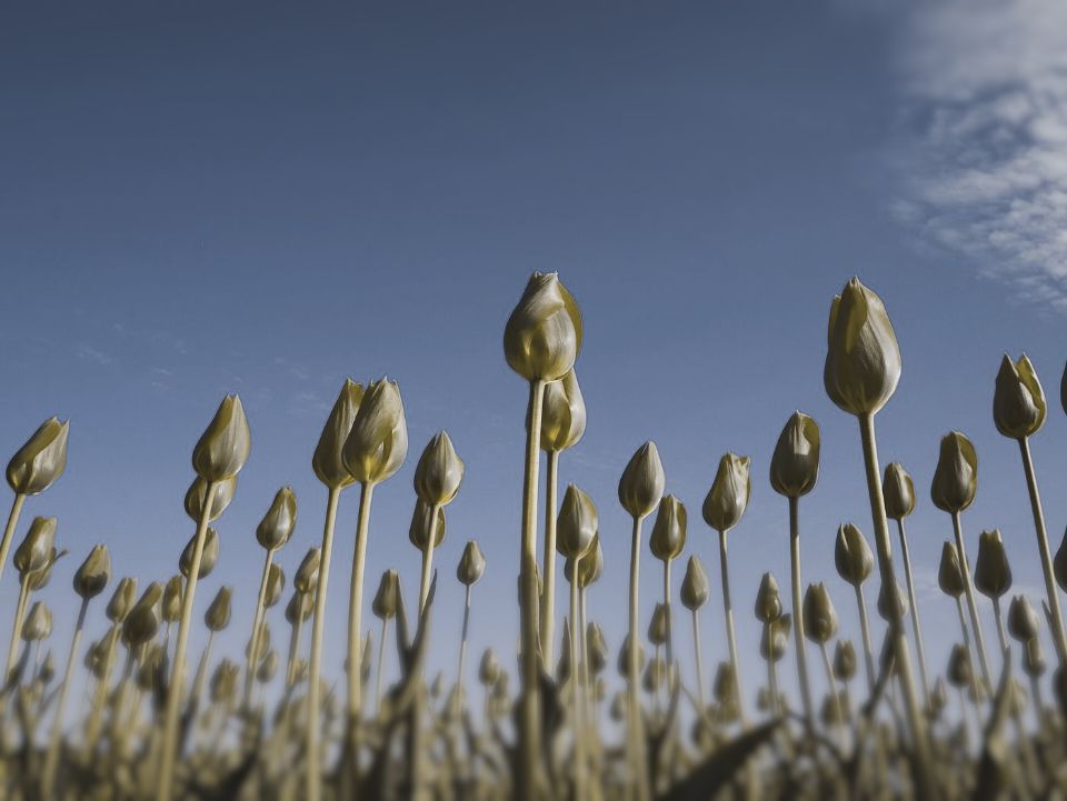Red tulips under a blue sky as a cat sees them (simulation): the red petals move towards the colour of the green stems, while the blue sky stays blue, and fine detail softened.