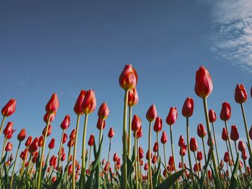 The same tulips as a common buzzard sees them.