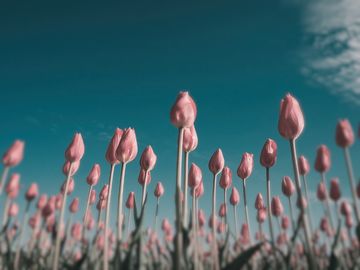 The same tulips as an eastern towhee sees them.