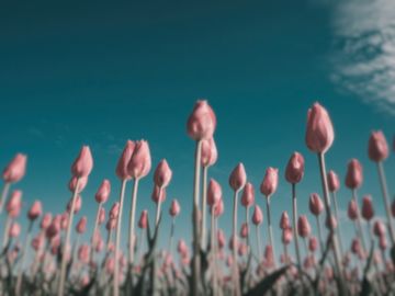 The same tulips as a field sparrow sees them.