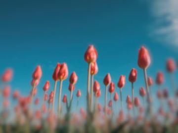 The same tulips as a Goldfish sees them.