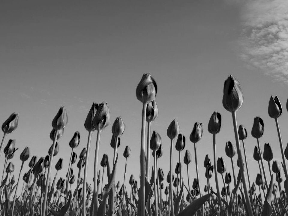 Red tulips under a blue sky as a great white shark sees them (simulation): with no hue at all: petals, stems and sky differ only in brightness, and fine detail softened.