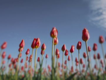 The same tulips as a house sparrow sees them.