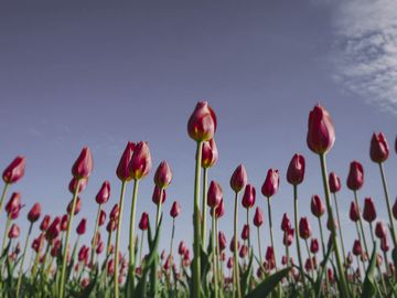The same tulips as a Humboldt penguin sees them.