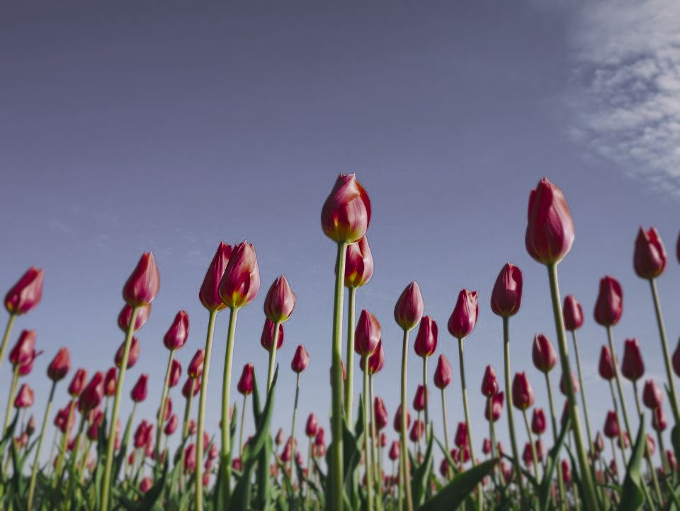 Red tulips under a blue sky as a Humboldt penguin sees them (simulation): colours remapped to its 4 receptor classes, and fine detail softened.