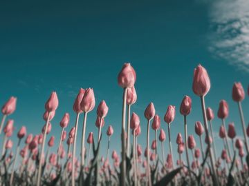 The same tulips as a lesser scaup sees them.