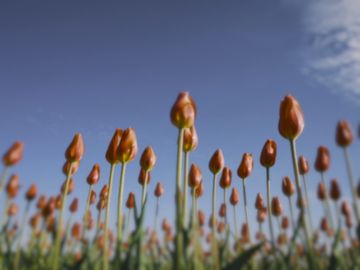 Tulips as a little owl sees them