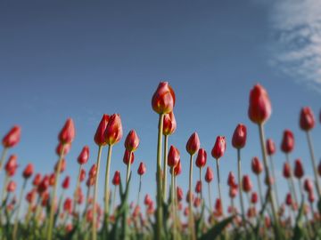 The same tulips as a manx shearwater sees them.