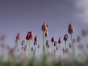 Red tulips as a Picasso triggerfish sees them (simulation).