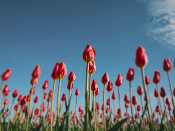 The same tulips as a Portia jumping spider sees them.