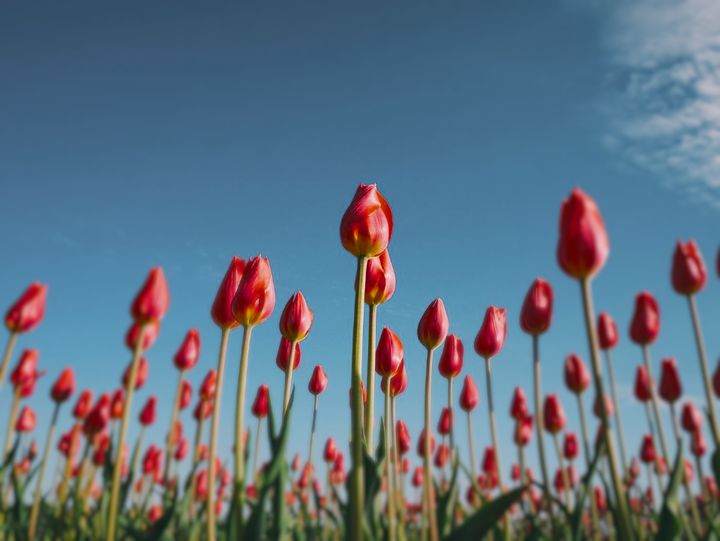 Picture B: the tulips through a mystery animal's eyes