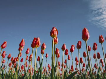 The same tulips as a red-tailed hawk sees them.