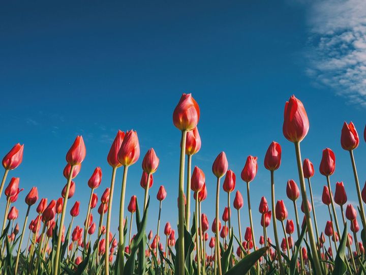 The red tulips as people see them