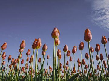 The same tulips as a rhesus macaque sees them.
