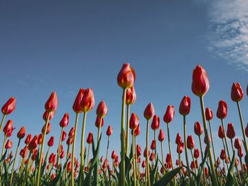 The same tulips as a rock pigeon sees them.