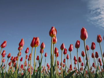 The same tulips as a rook sees them.