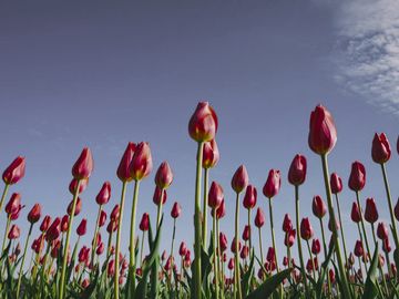 Red tulips as a saltwater crocodile sees them (simulation).