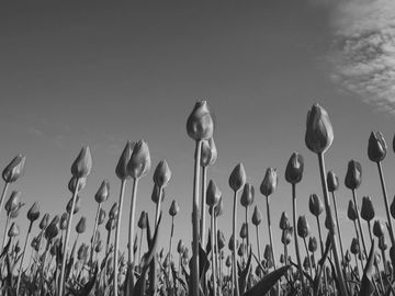 The same tulips as a snowy owl sees them.