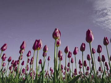The same tulips as a Tokay gecko sees them.