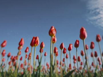 The same tulips as a wedge-tailed shearwater sees them.