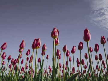 The same tulips as a Western diamondback rattlesnake sees them.