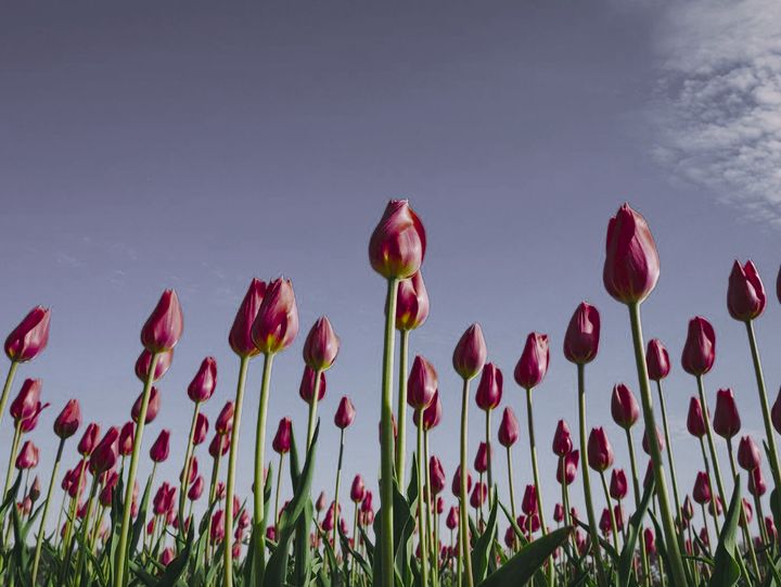 Picture B: the tulips through a mystery animal's eyes